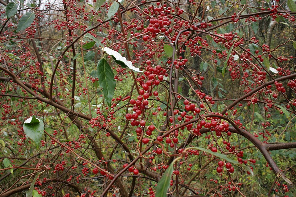 Autumn olive branches carrying red speckled berries and leaves with silvery undersides