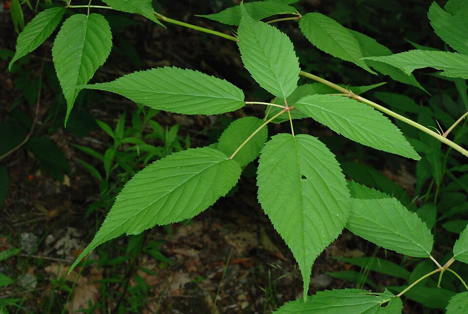 Allegheny blackberry bramble with toothed compound leaves and prickled canes