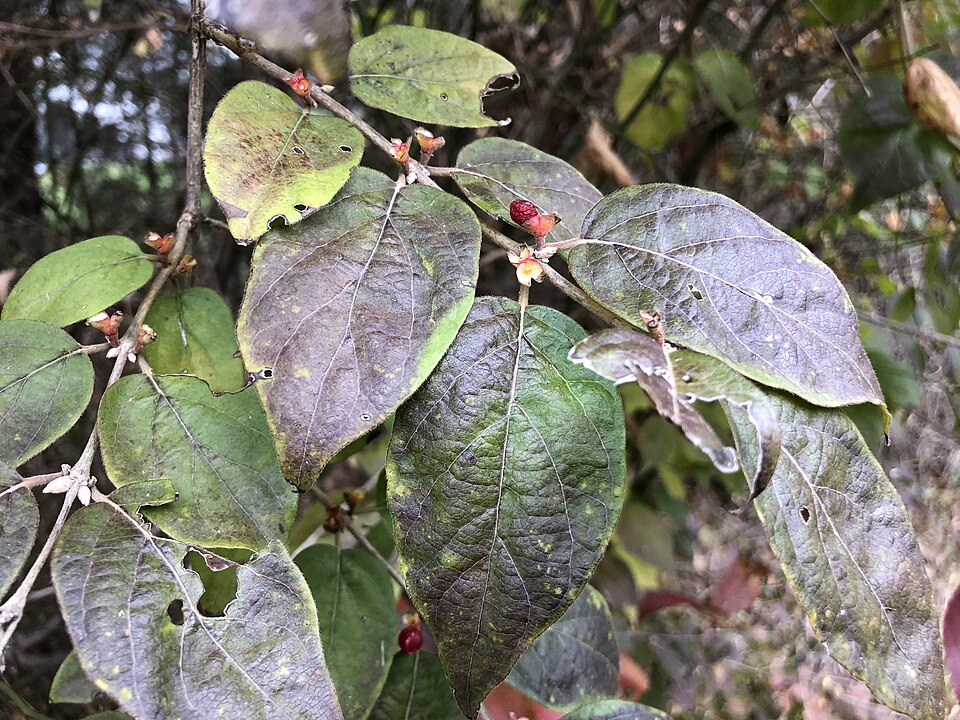 Amur bush honeysuckle with opposite oval leaves and paired red fruit