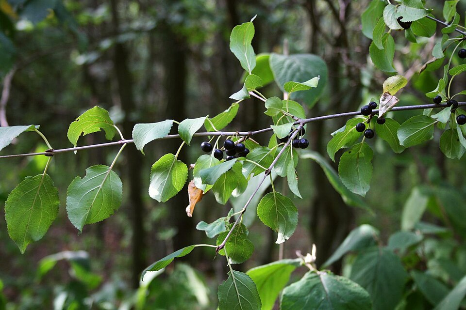 Common buckthorn branch with toothed leaves, curved veins and clusters of black fruit