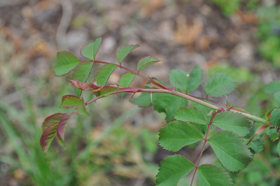 Multiflora rose arching cane with recurved thorns and toothed compound leaves